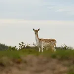 Boszicht aan de Kust 1