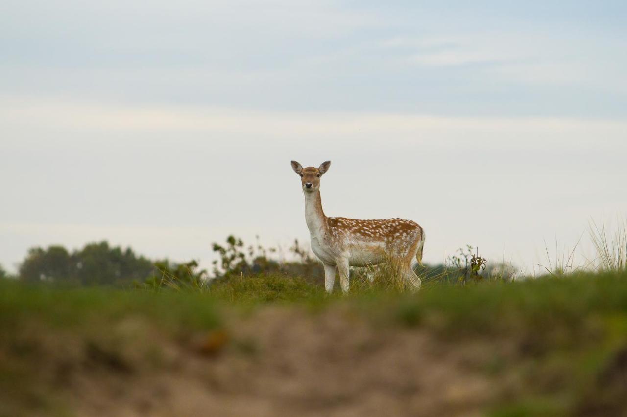 Boszicht Aan De Kust 1 * Oostkapelle
